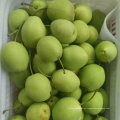 Nueva cosecha de pera Shandong verde fresca